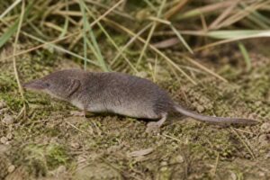Image of a Eisentraut's Mouse Shrew in its natural habitat