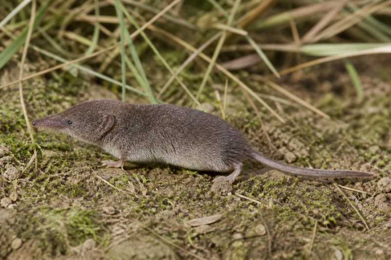 Image of a Eisentraut's Mouse Shrew in its natural habitat