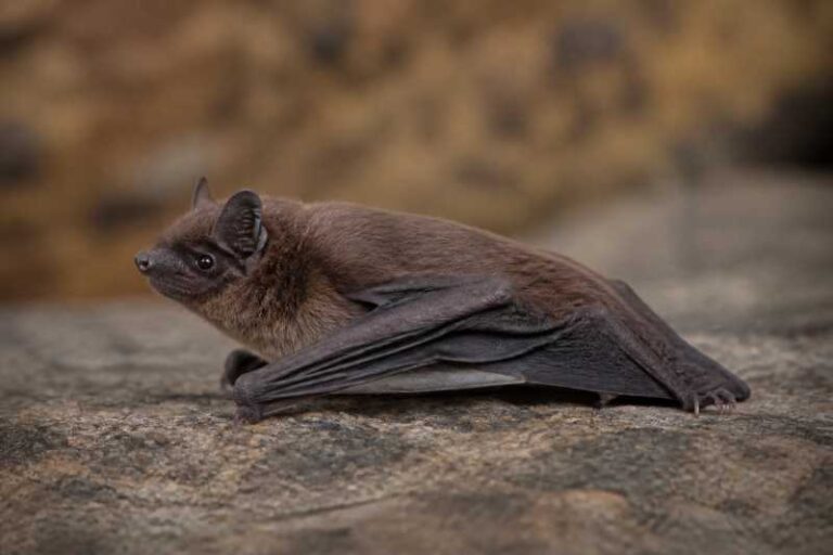 Image of a Eisentraut's Serotine in its natural habitat