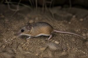 Image of a El Carrizo Deermouse in its natural habitat