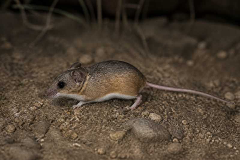 Image of a El Carrizo Deermouse in its natural habitat