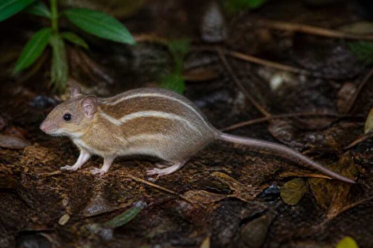 Image of a Elegant Margareta Rat in its natural habitat