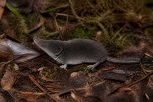 Image of a Elliot's Short-tailed Shrew in its natural habitat