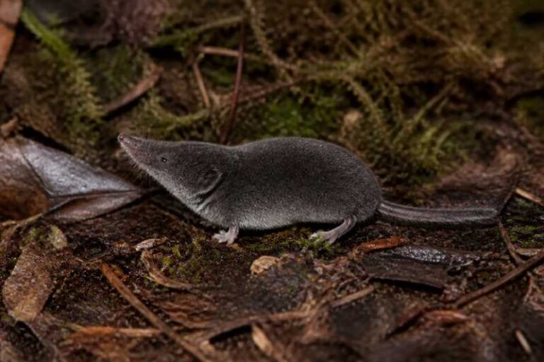 Image of a Elliot's Short-tailed Shrew in its natural habitat