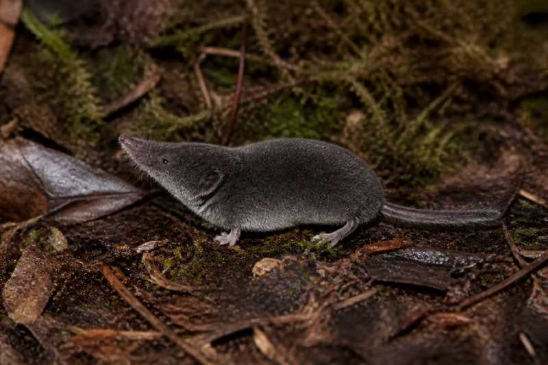 Image of a Elliot's Short-tailed Shrew in its natural habitat