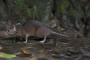 Image of a Enggano Island Rat in its natural habitat