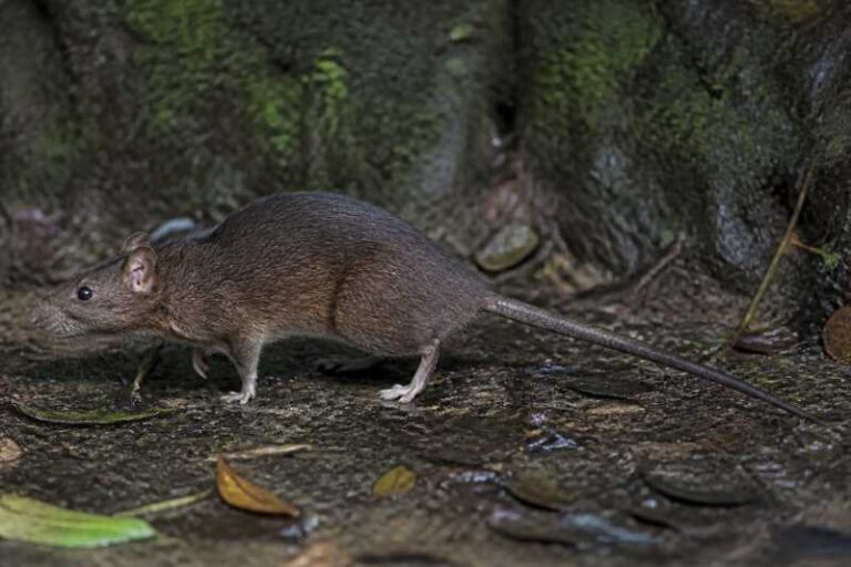 Image of a Enggano Island Rat in its natural habitat