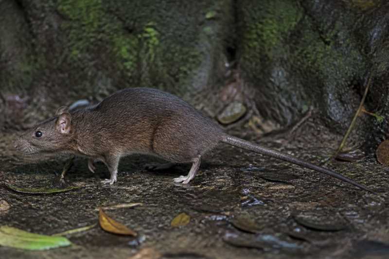 Image of a Enggano Island Rat in its natural habitat