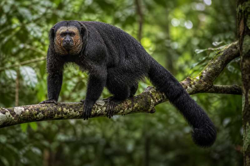 Image of a Equatorial Saki in its natural habitat