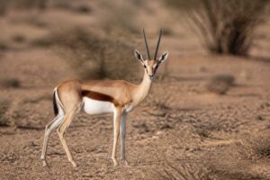 Image of a Eritrean Gazelle in its natural habitat