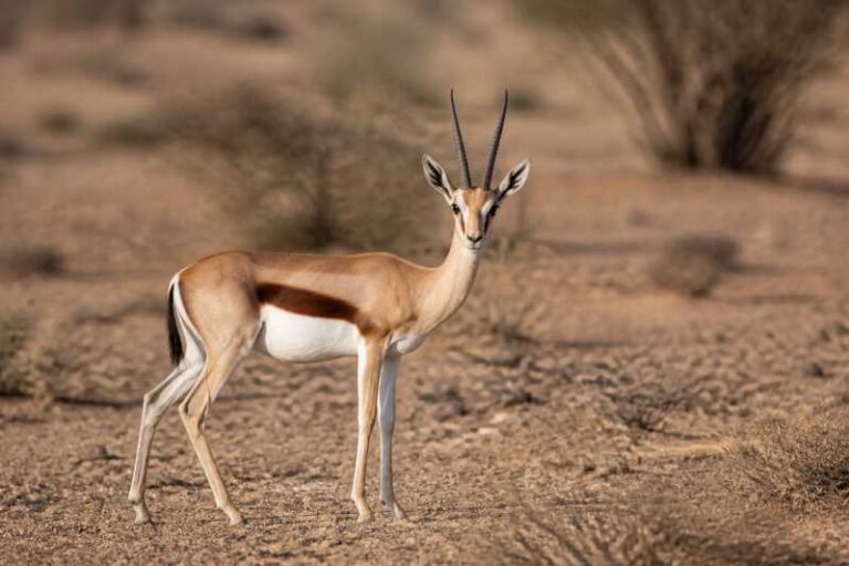 Image of a Eritrean Gazelle in its natural habitat