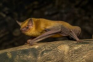 Image of a Eritrean Yellow Bat in its natural habitat