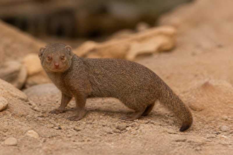 Image of a Ethiopian Dwarf Mongoose in its natural habitat