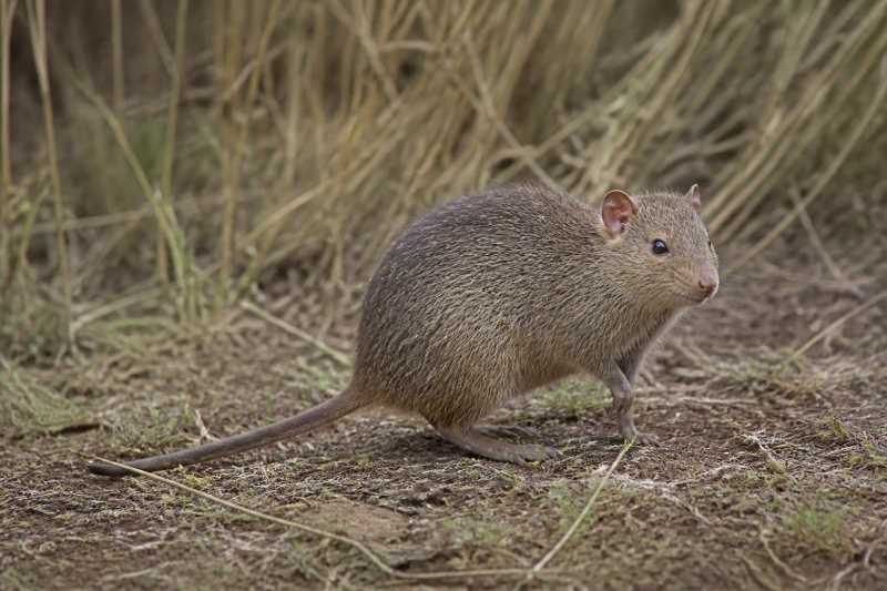 Image of a Ethiopian Three-toed Grass Rat in its natural habitat