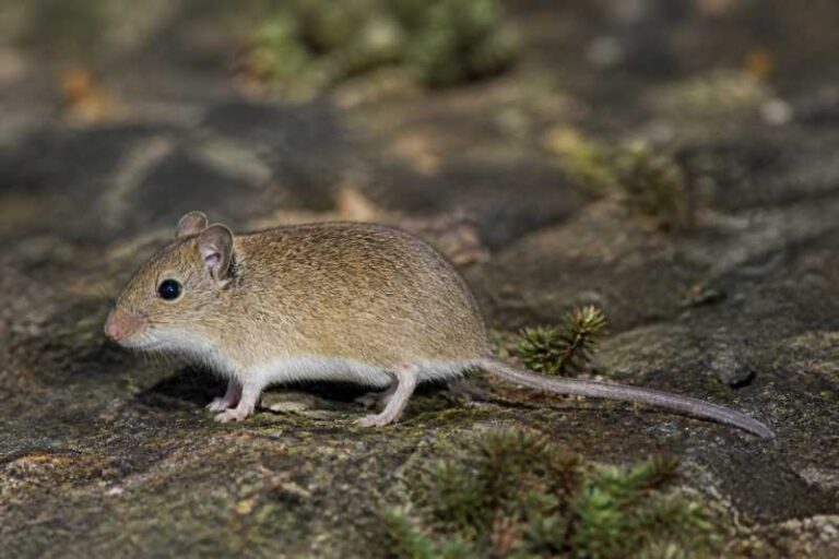 Image of a Ethiopian Vlei Rat in its natural habitat