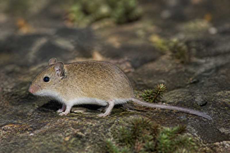 Image of a Ethiopian Vlei Rat in its natural habitat