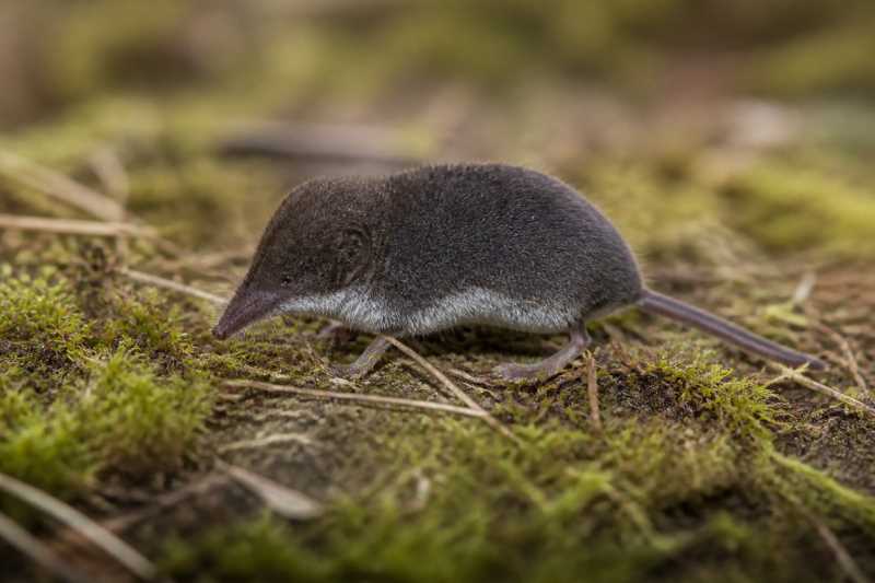 Image of a Eurasian Pygmy Shrew in its natural habitat