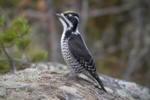 Image of a Eurasian Three-toed Woodpecker in its natural habitat