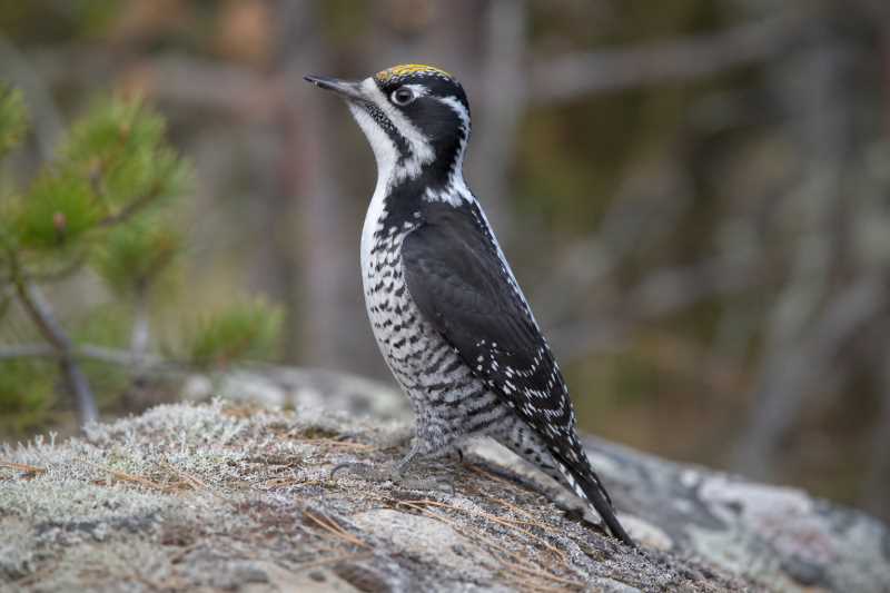 Image of a Eurasian Three-toed Woodpecker in its natural habitat