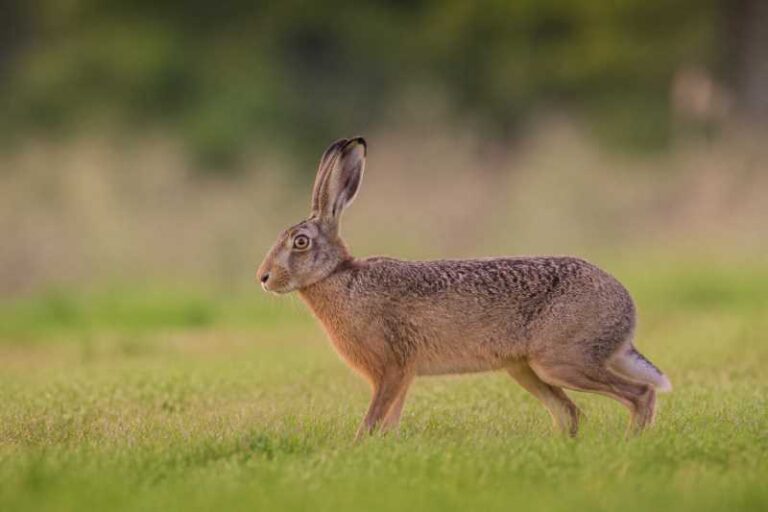 Image of a European Hare in its natural habitat