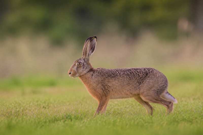 Image of a European Hare in its natural habitat