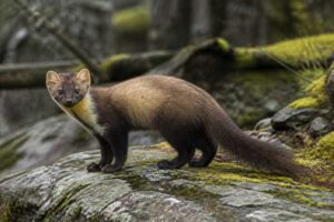 Image of a European Pine Marten in its natural habitat