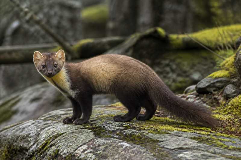 Image of a European Pine Marten in its natural habitat