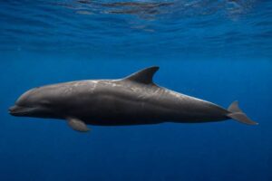 Image of a False Killer Whale in its natural habitat