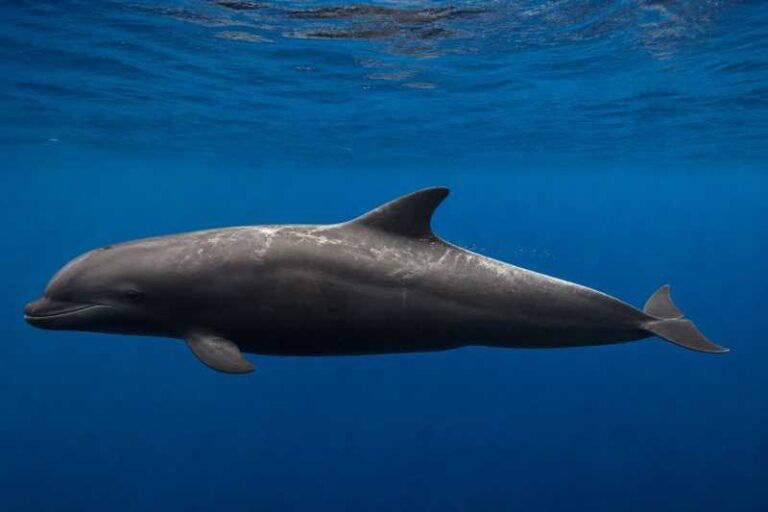 Image of a False Killer Whale in its natural habitat