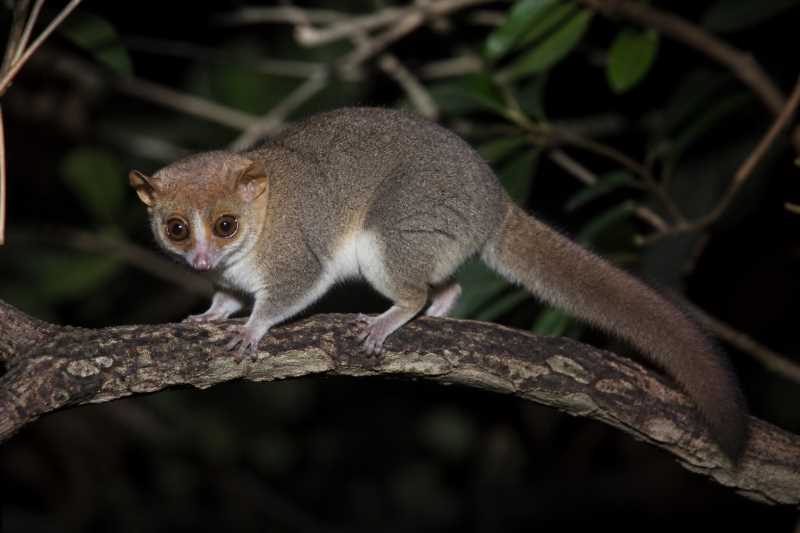 Image of a Fat-tailed Dwarf Lemur in its natural habitat