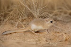 Image of a Fat-tailed Jird in its natural habitat