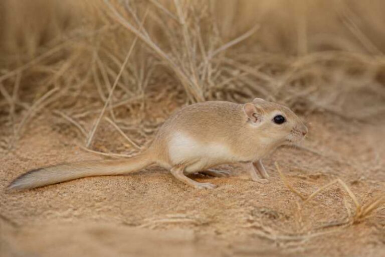 Image of a Fat-tailed Jird in its natural habitat