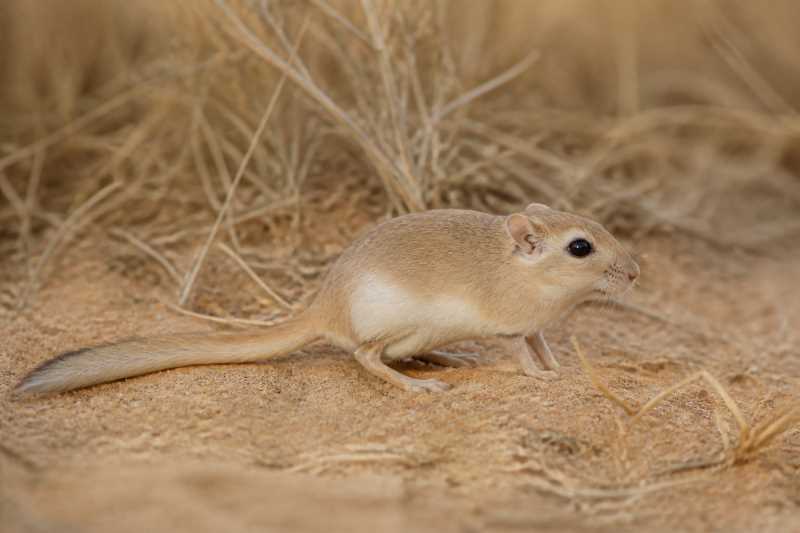 Image of a Fat-tailed Jird in its natural habitat