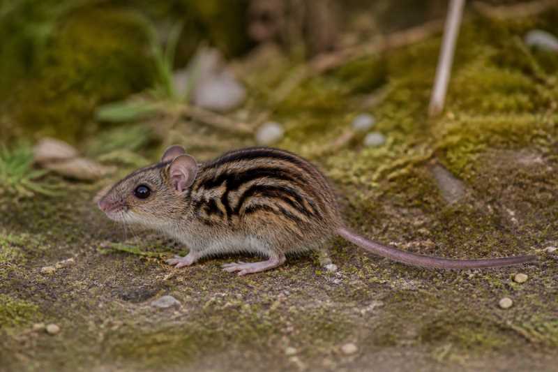 Image of a Father Basilio's Striped Mouse in its natural habitat