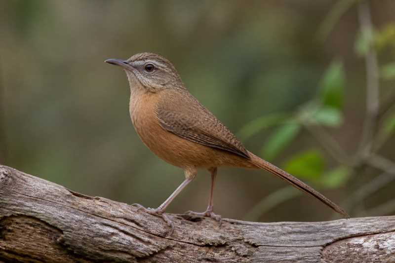 Image of a Fawn-breasted Wren in its natural habitat