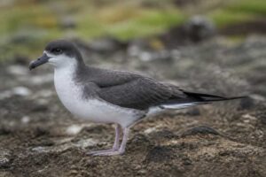 Image of a Fea's Petrel in its natural habitat