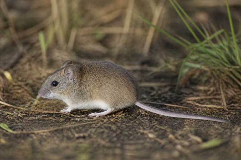Image of a Fecund Vesper Mouse in its natural habitat