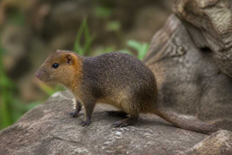 Image of a Ferreira's Spiny Tree-rat in its natural habitat