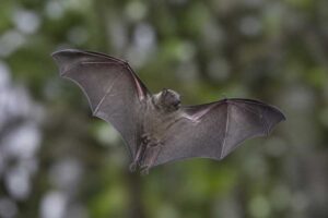Image of a Fischer's Little Fruit Bat in its natural habitat