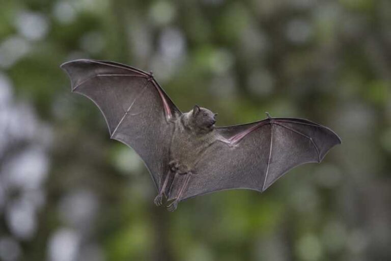 Image of a Fischer's Little Fruit Bat in its natural habitat