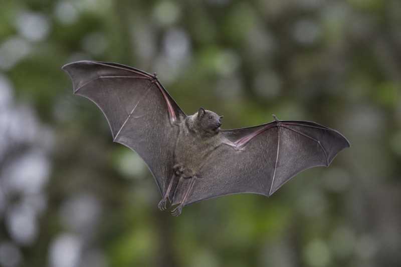 Image of a Fischer's Little Fruit Bat in its natural habitat