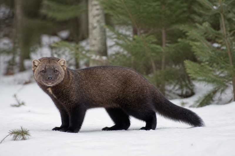 Image of a Fisher in its natural habitat