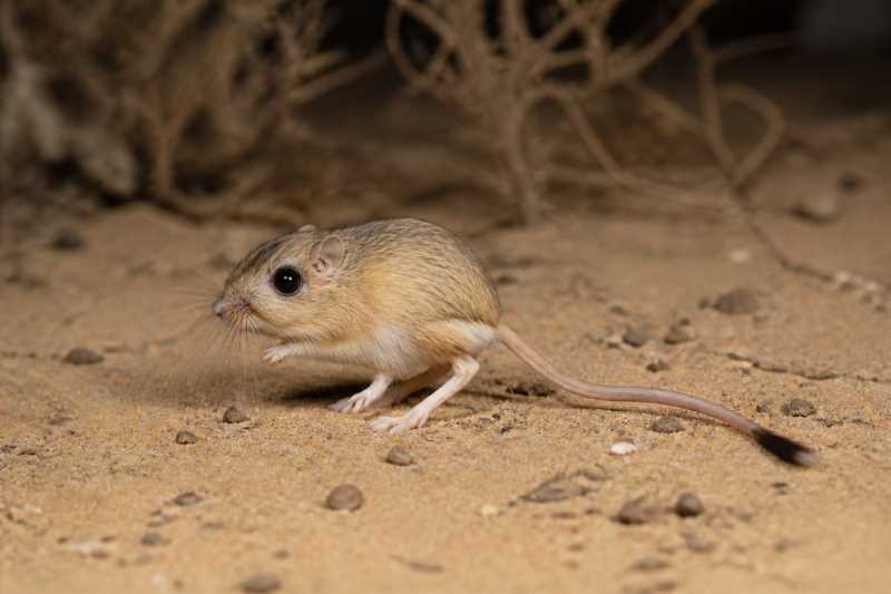 Image of a Five-toed Pygmy Jerboa in its natural habitat