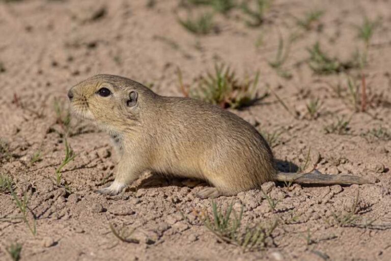 Image of a Flamarion's Tuco-tuco in its natural habitat