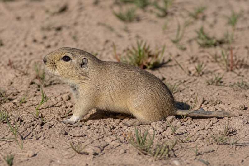 Image of a Flamarion's Tuco-tuco in its natural habitat