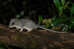 Image of a Flat-headed African Dormouse in its natural habitat