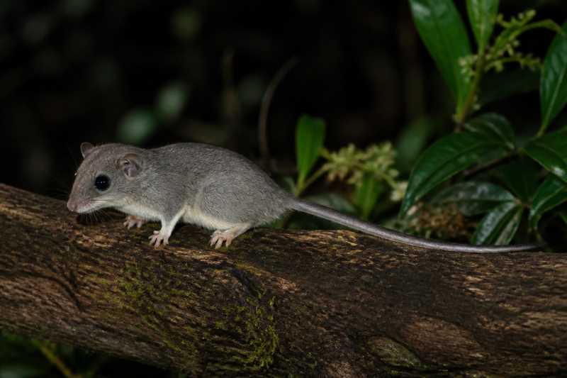 Image of a Flat-headed African Dormouse in its natural habitat
