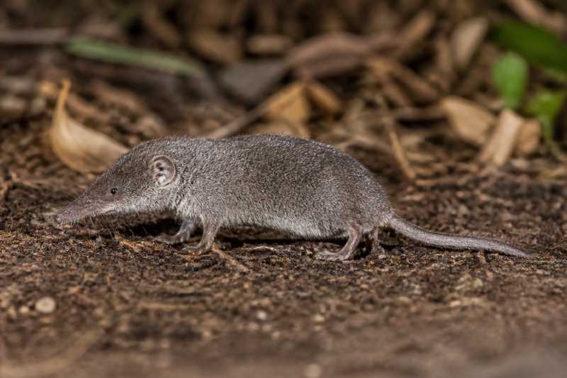 Image of a Flat-headed White-toothed Shrew in its natural habitat