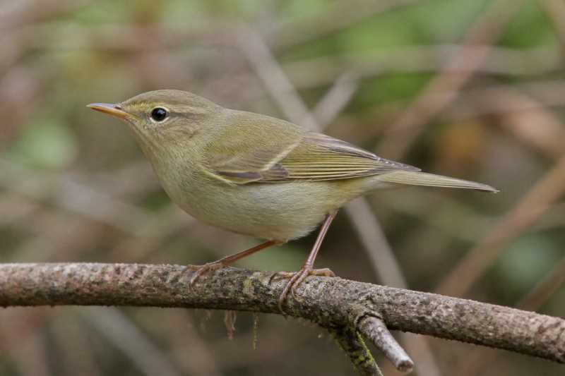 Image of a Flores Leaf Warbler in its natural habitat
