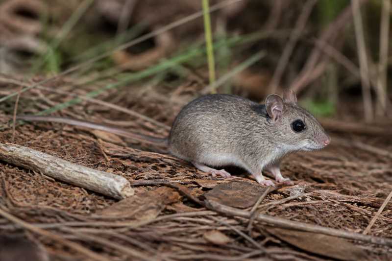 Image of a Florida Deermouse in its natural habitat